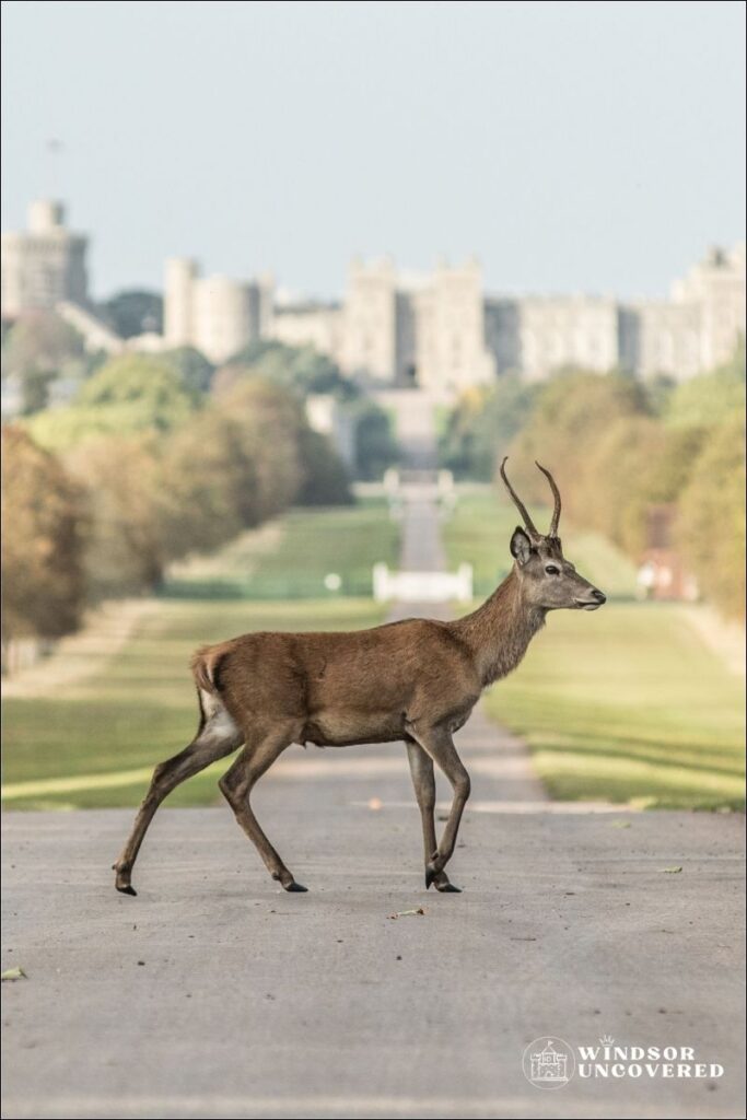 deer on long walk windsor