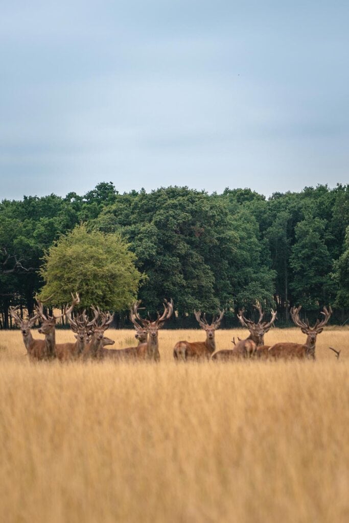 windsor great park
