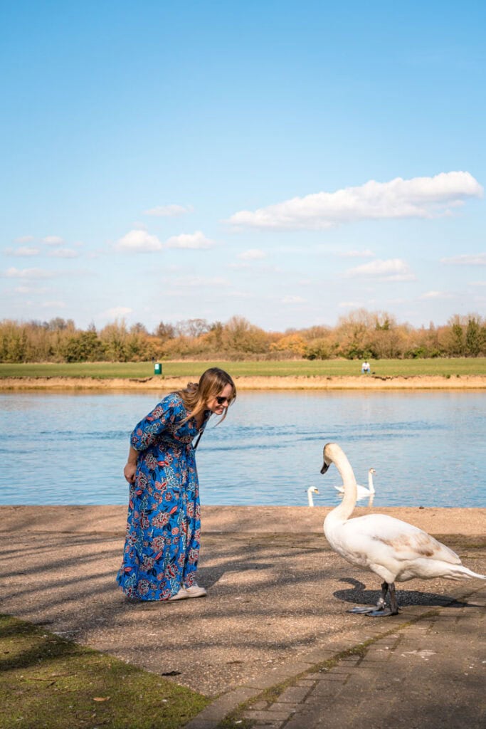 windor swans