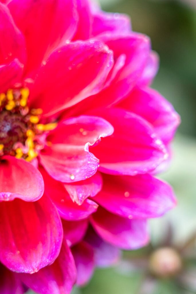 colourful flower