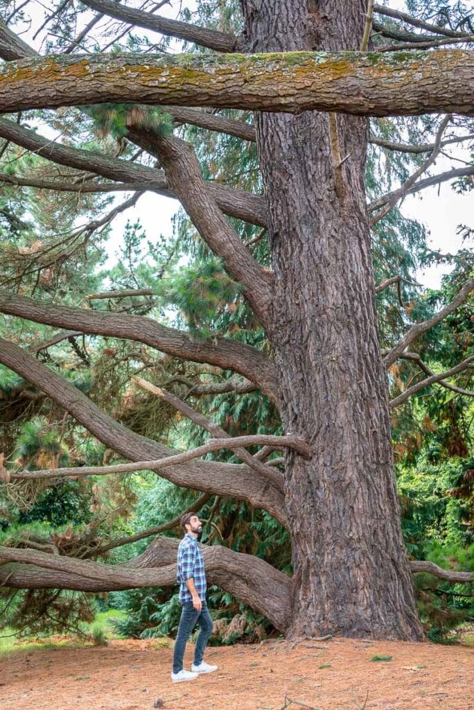 trees at savill gardens